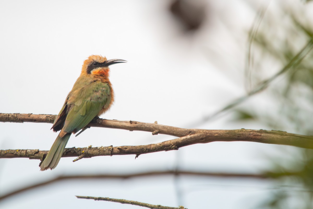 White-fronted Bee-eater - ML613817367