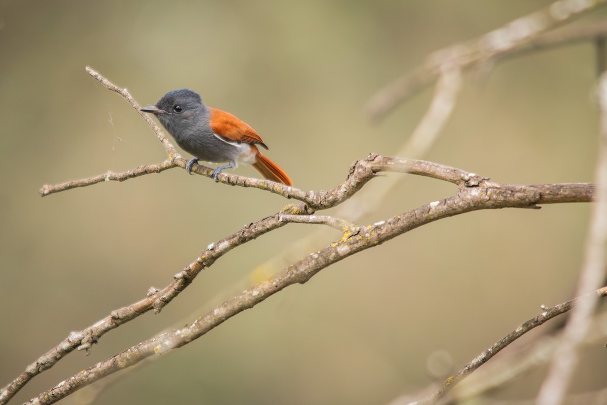 African Paradise-Flycatcher - ML613817386