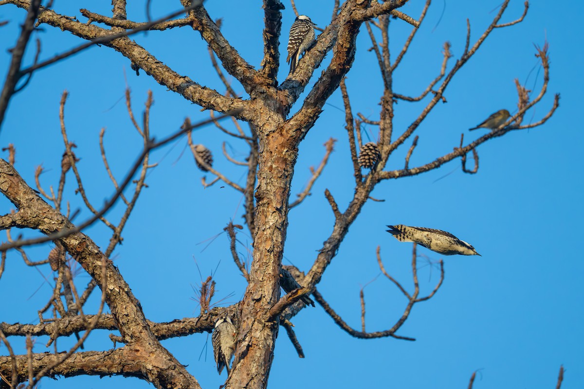 Red-cockaded Woodpecker - ML613817438