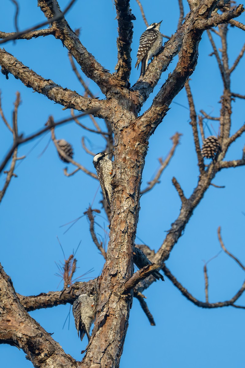 Red-cockaded Woodpecker - ML613817443