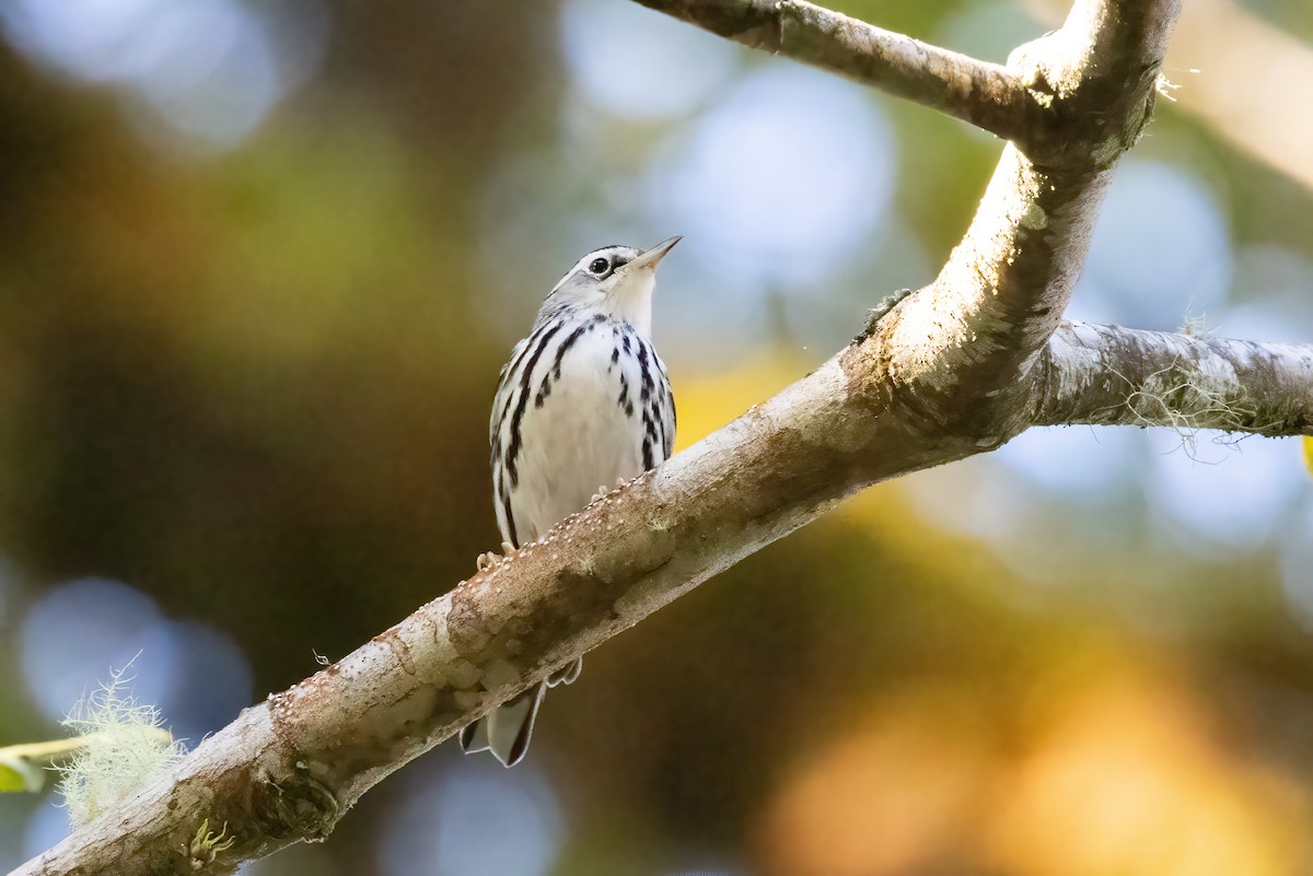 Black-and-white Warbler - ML613817523