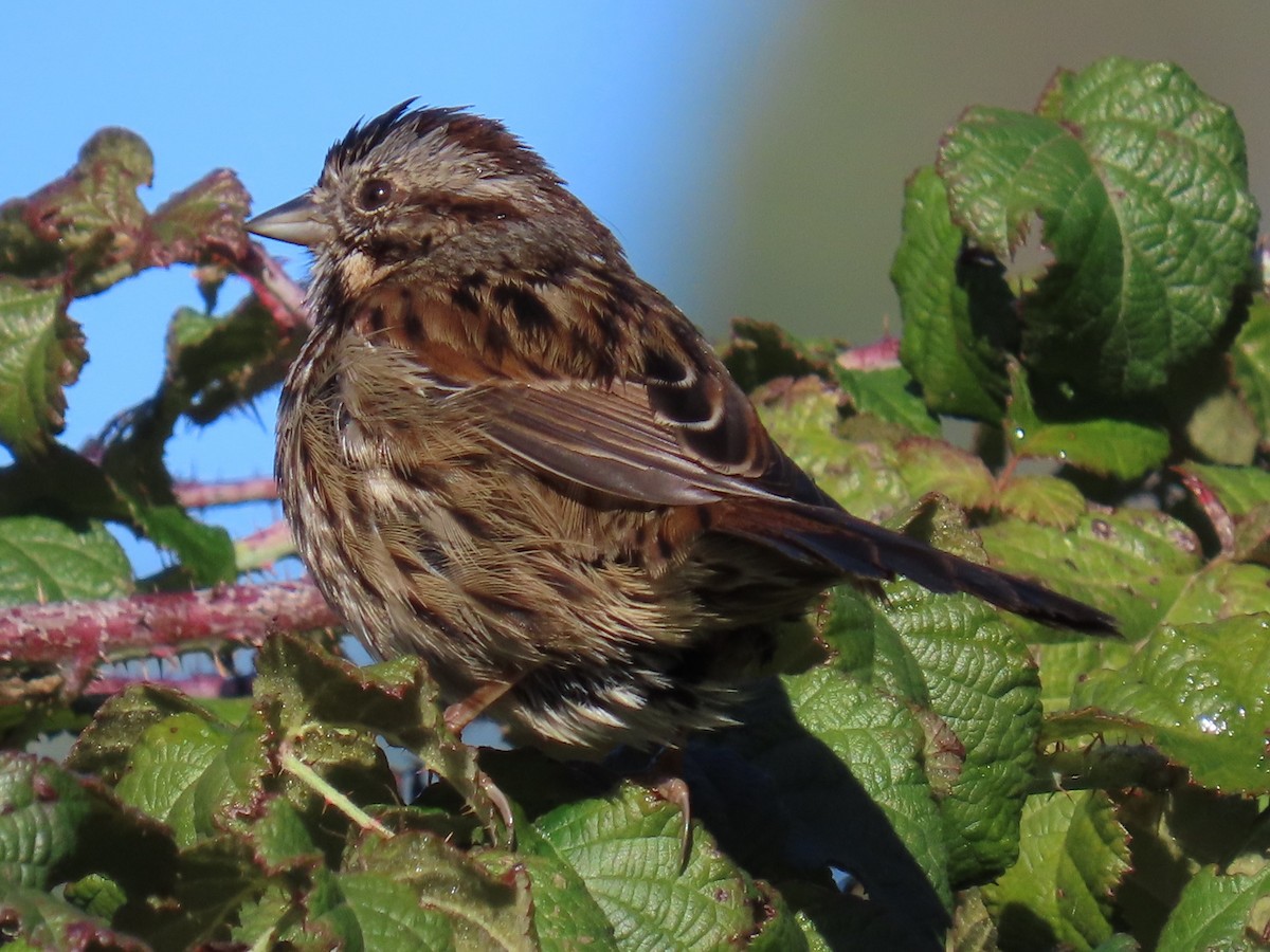 Song Sparrow - ML613817560