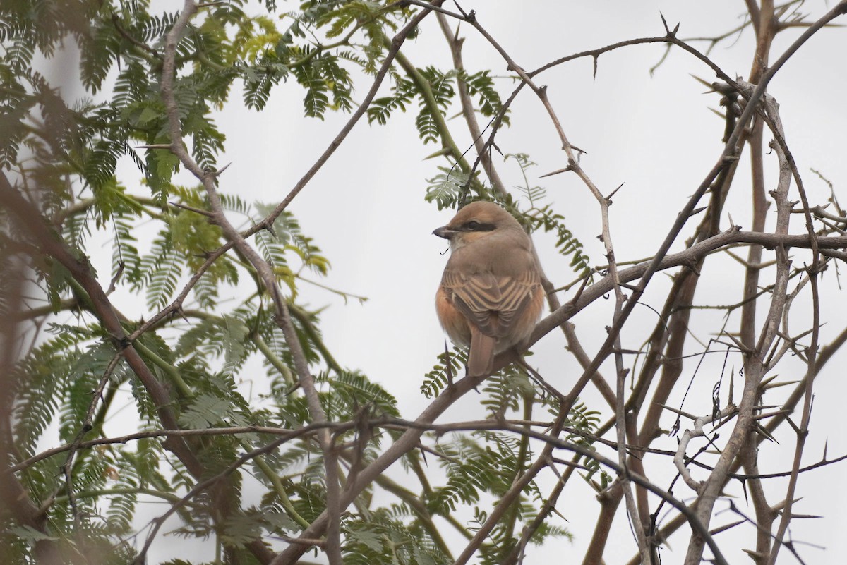 Isabelline Shrike - ML613817579