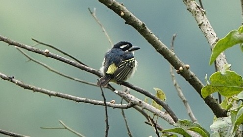 Yellow-rumped Tinkerbird - ML613817691