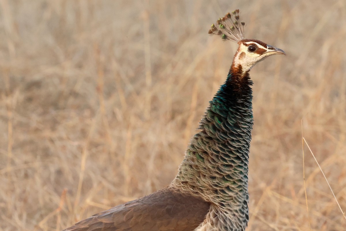 Indian Peafowl - Olivier Langrand