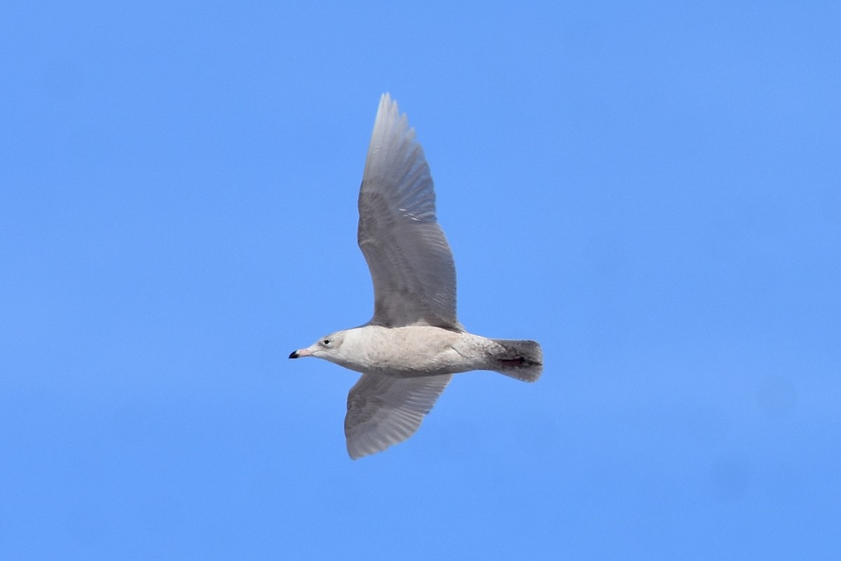 Glaucous Gull - ML613817750