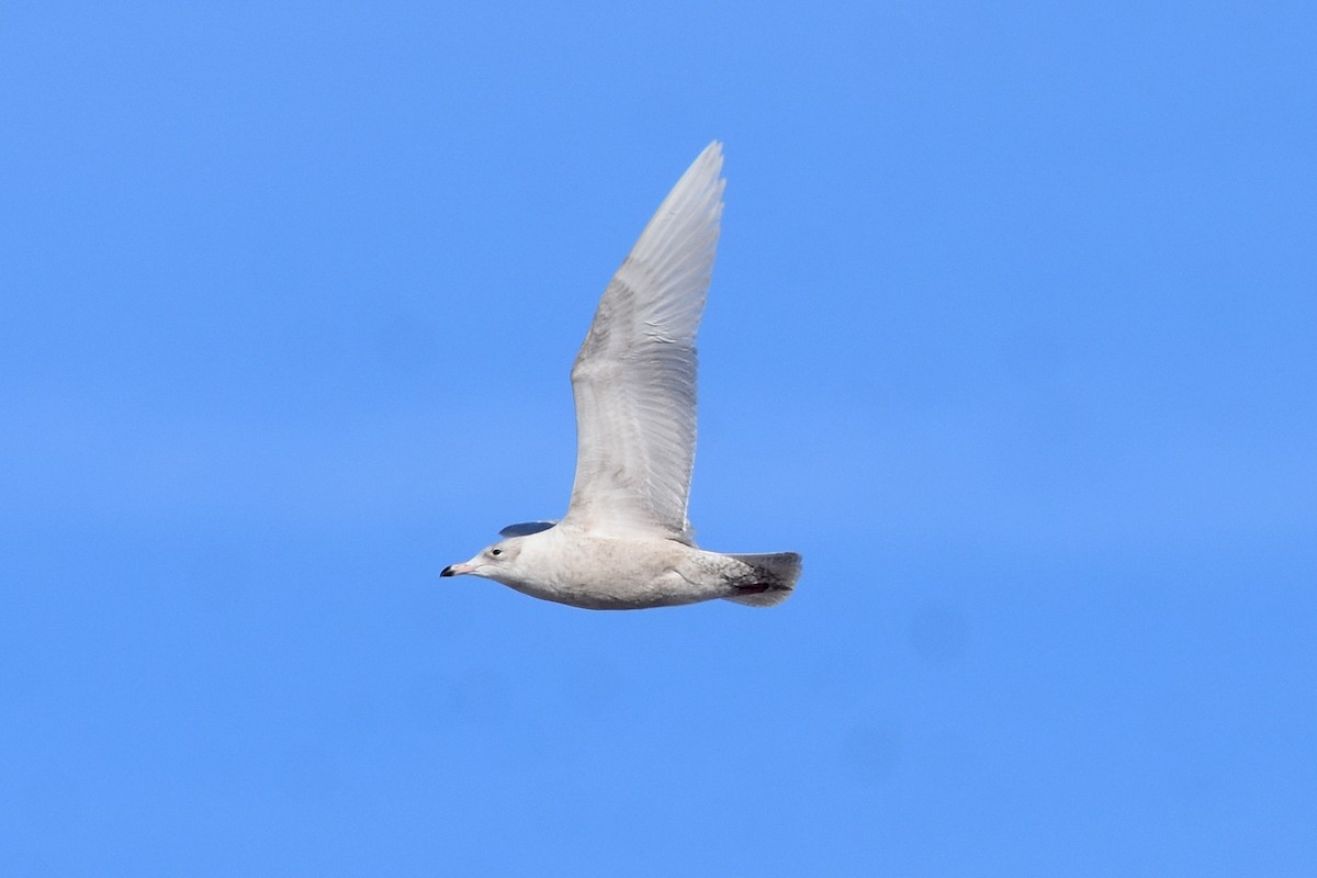 Glaucous Gull - ML613817751