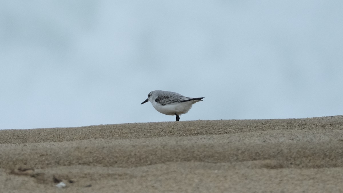 Sanderling - ML613817823