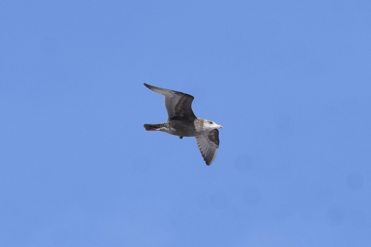 American Herring Gull - ML613817825