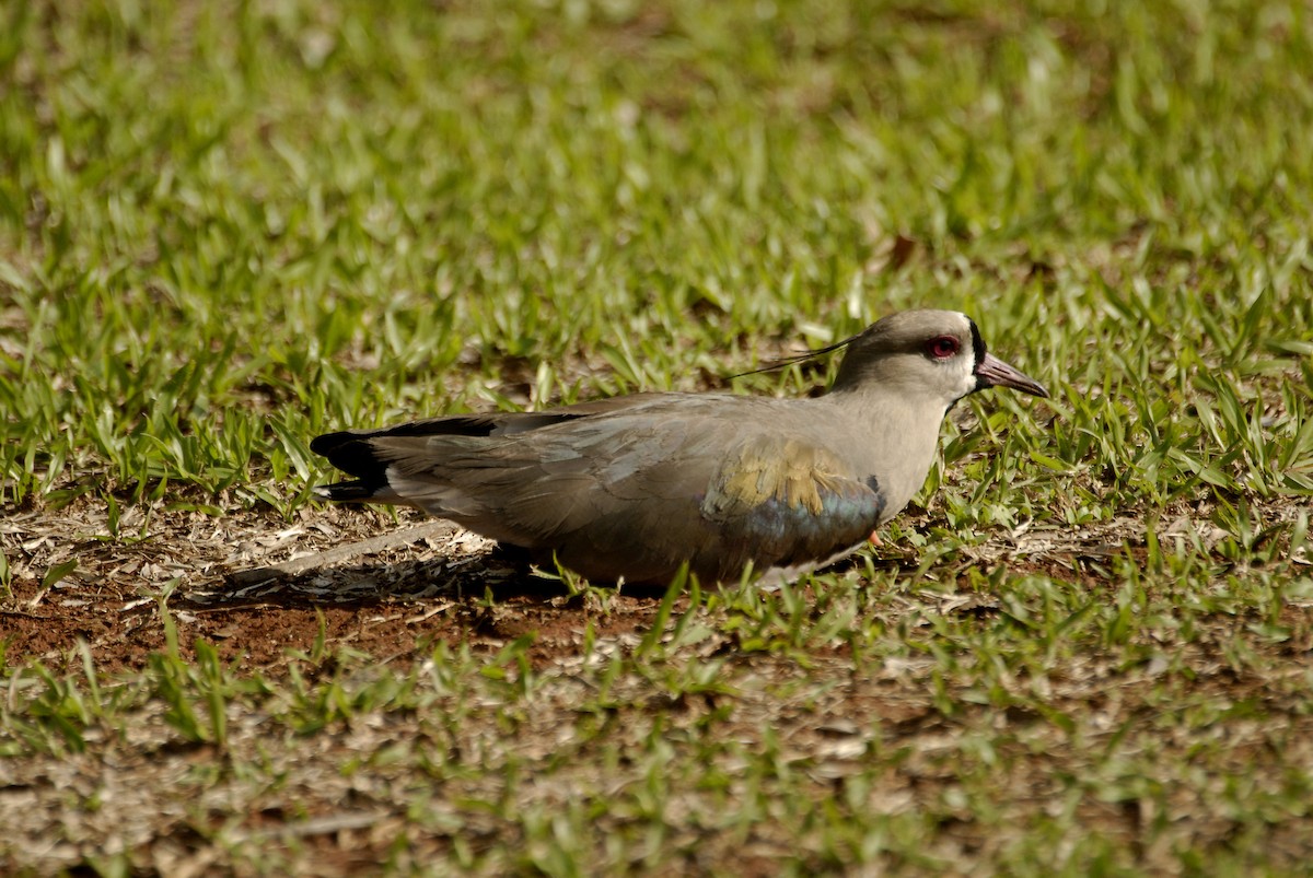 Southern Lapwing - ML613817833