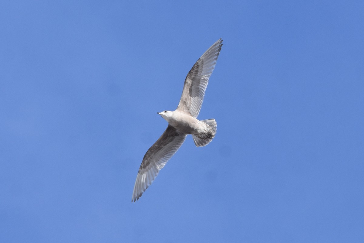 Iceland Gull (Thayer's) - ML613817879