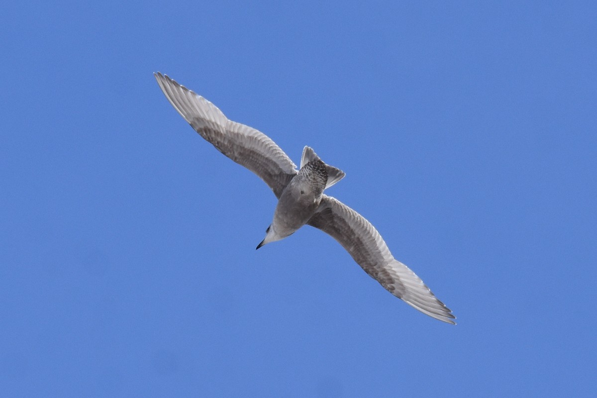 שחף איסלנדי (thayeri) - ML613817880