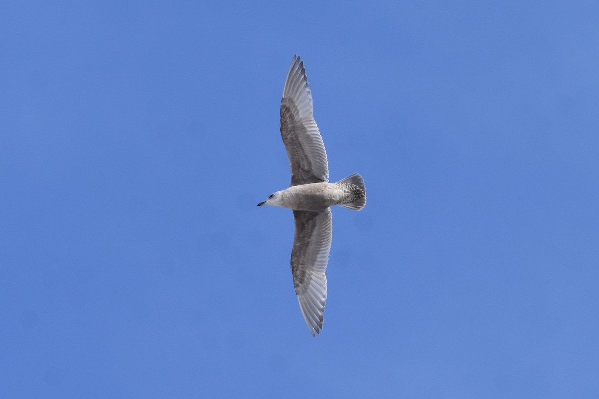 שחף איסלנדי (thayeri) - ML613817881