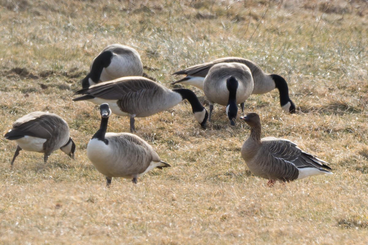 Pink-footed Goose - ML613817921