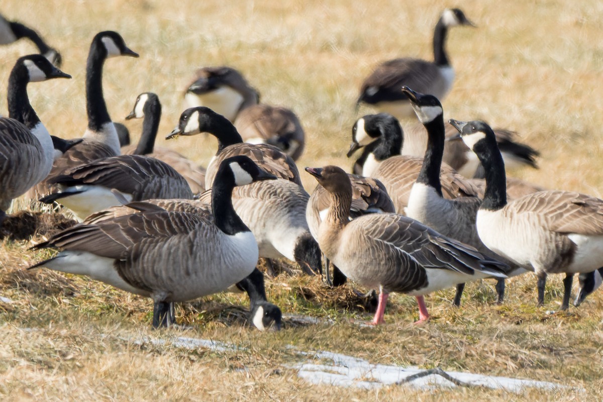 Pink-footed Goose - ML613817922