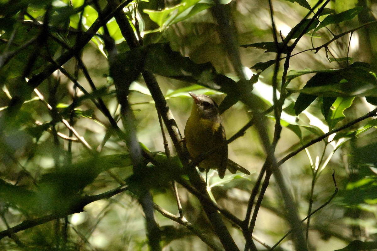 Golden-crowned Warbler - Maxime Zucca