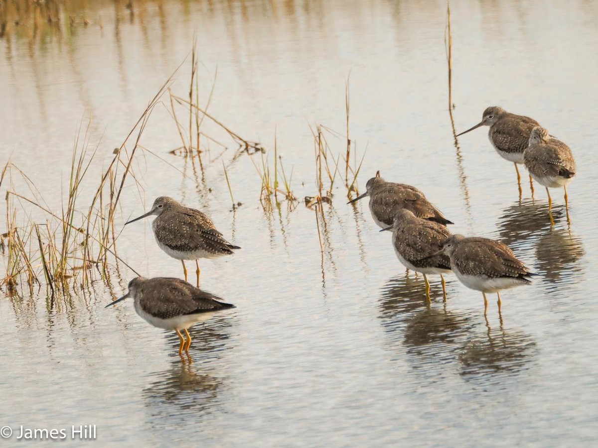 Greater Yellowlegs - ML613818020