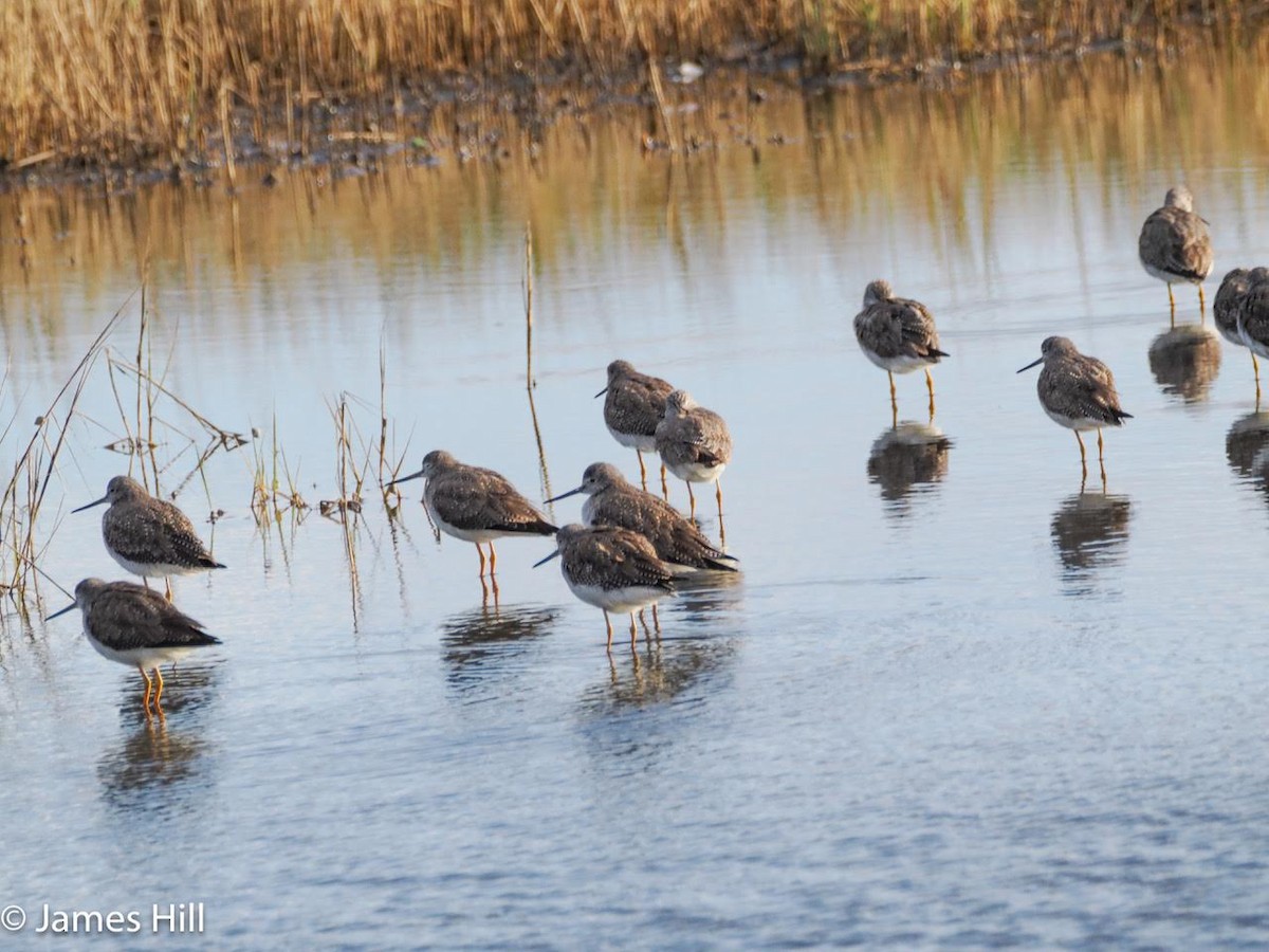 Greater Yellowlegs - ML613818021