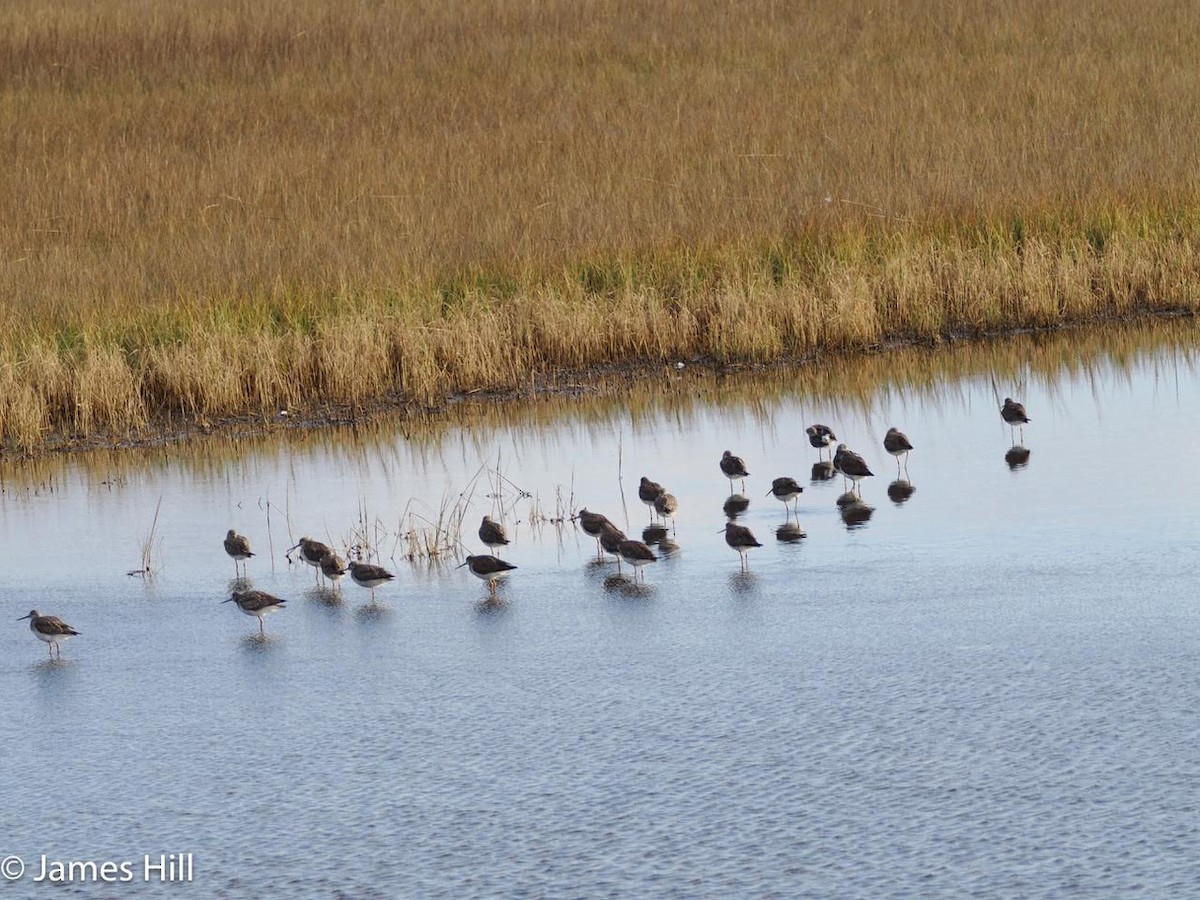 Greater Yellowlegs - ML613818023