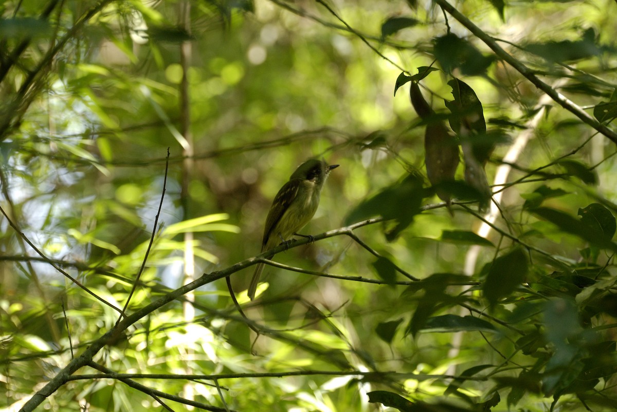 Sepia-capped Flycatcher - Maxime Zucca