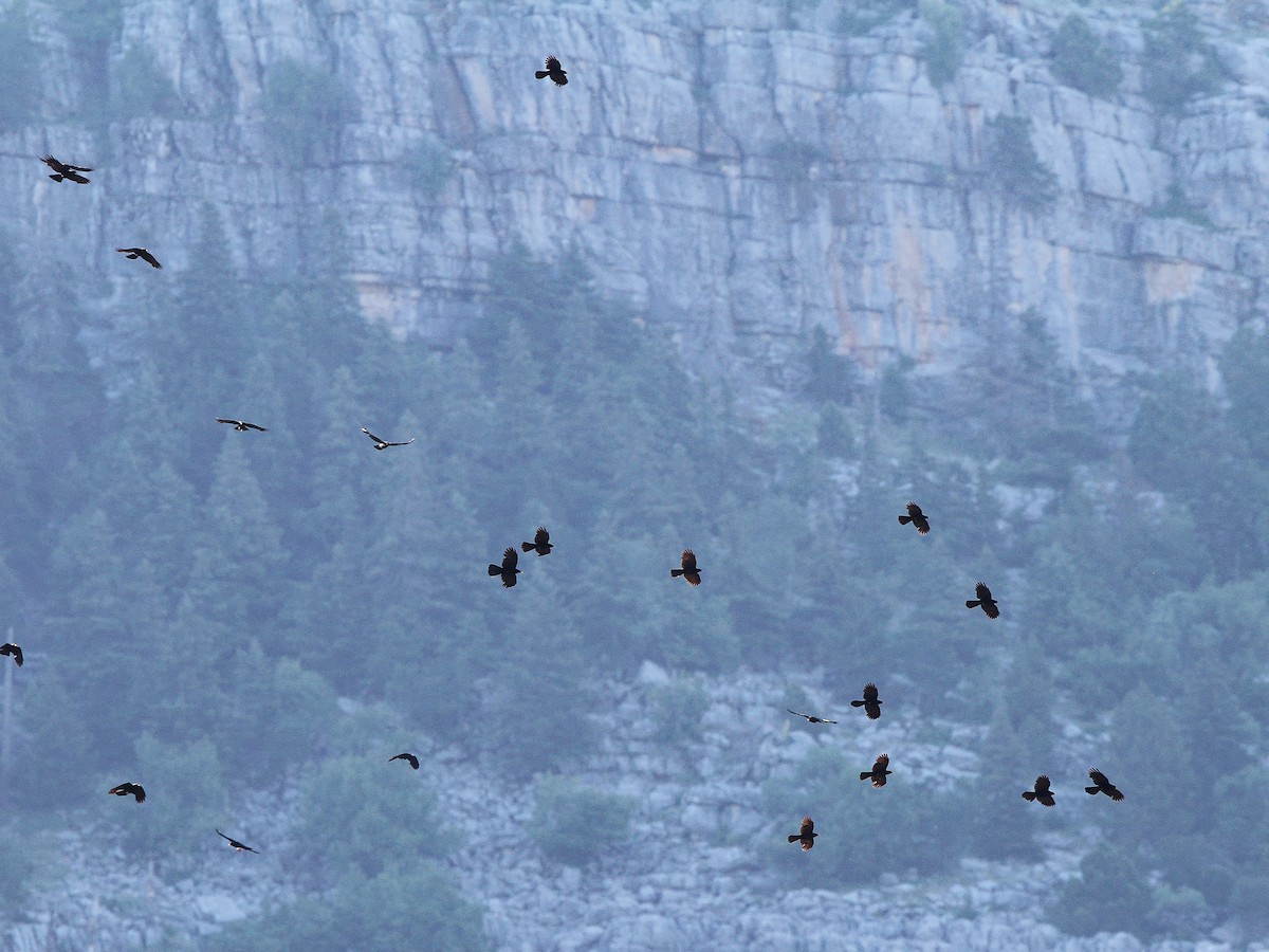 Yellow-billed Chough - ML613818102