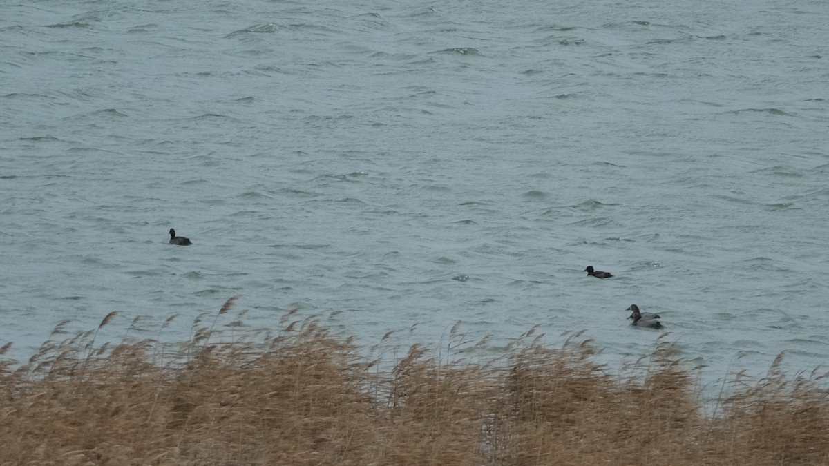 Tufted Duck - ML613818122