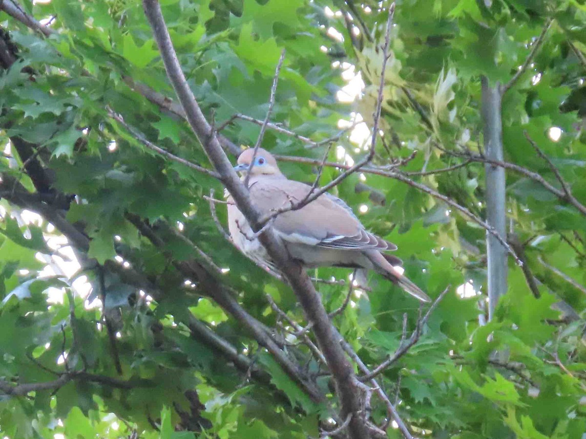 White-winged Dove - ML613818131