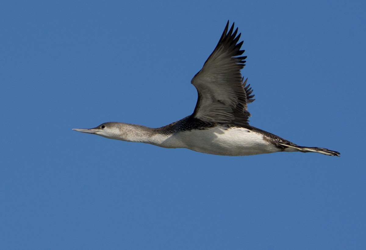 Red-throated Loon - ML613818137