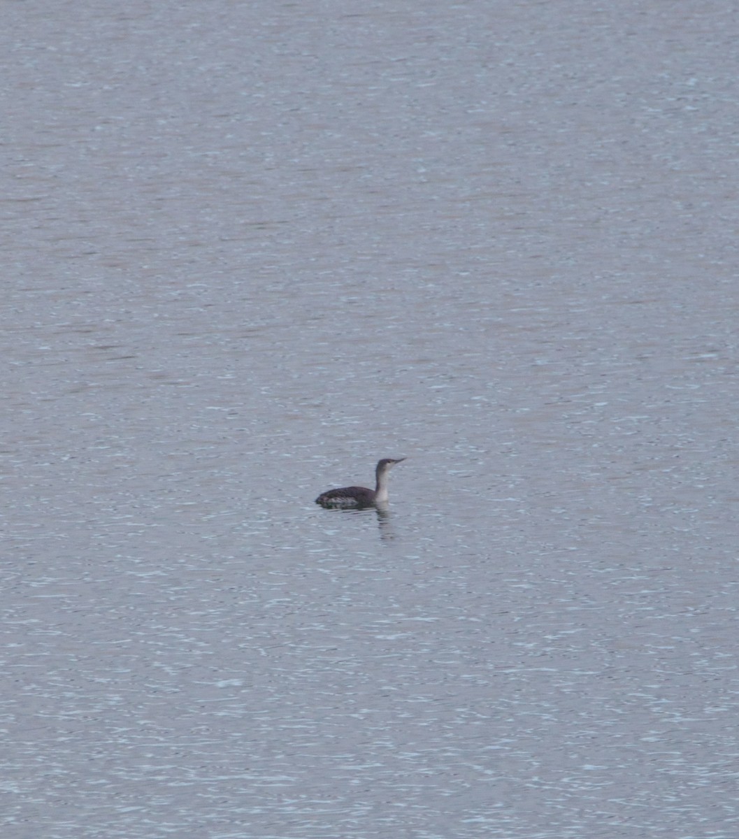 Red-throated Loon - ML613818149
