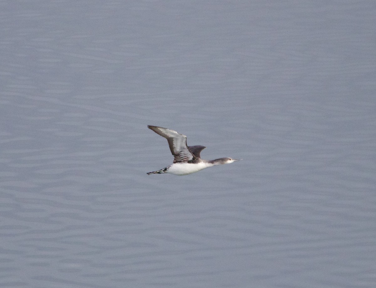 Red-throated Loon - ML613818150