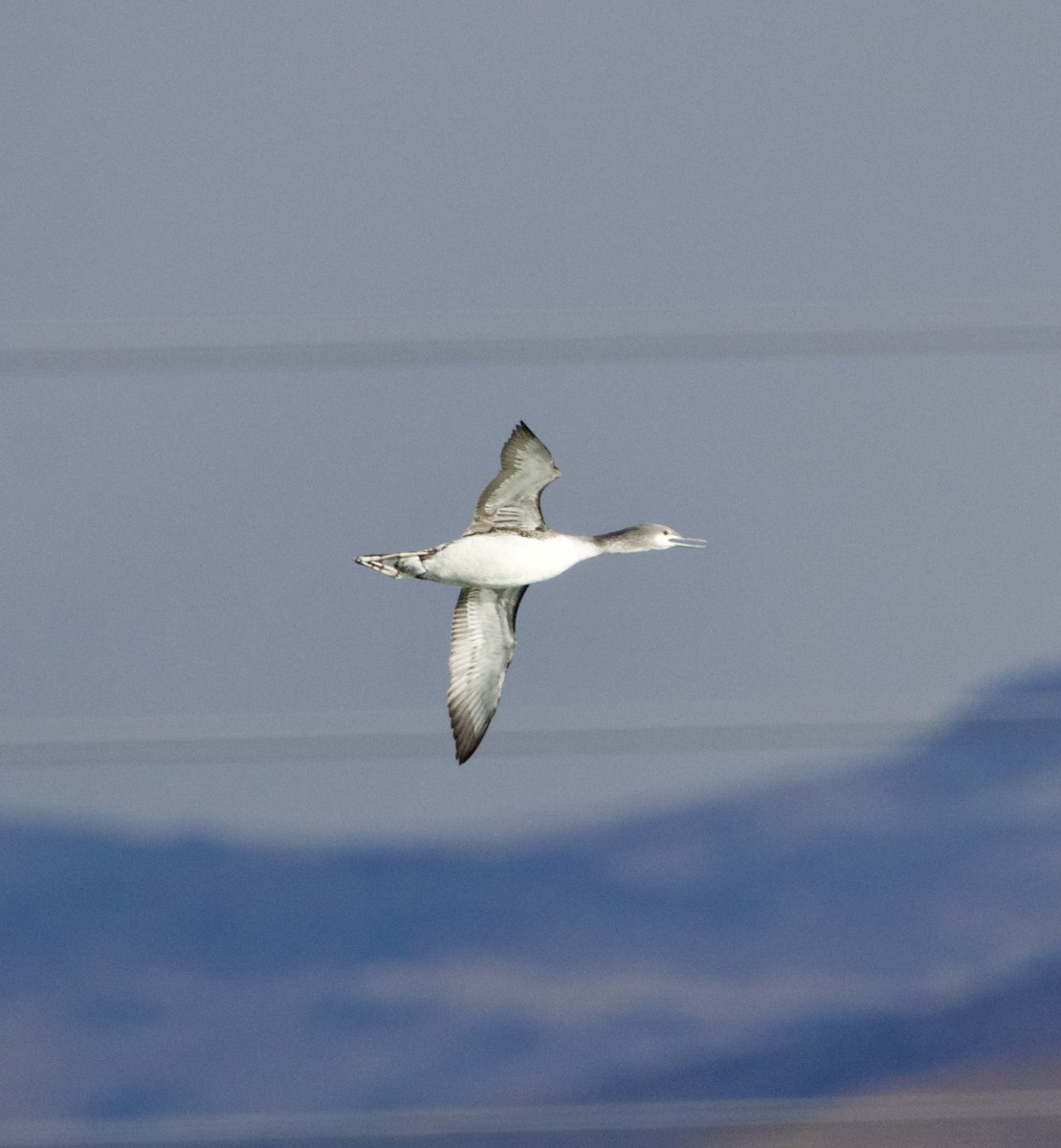 Red-throated Loon - ML613818152