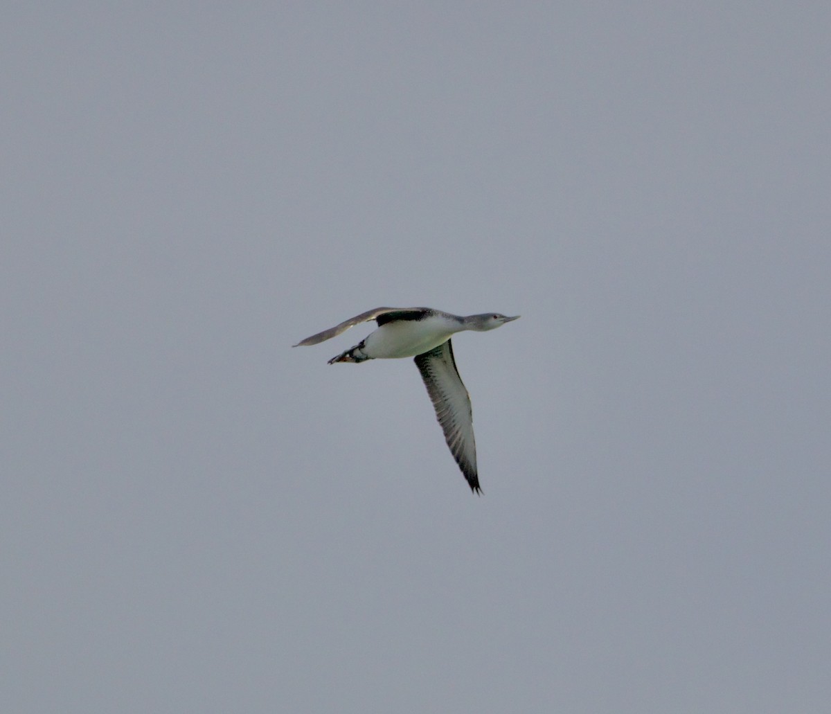 Red-throated Loon - ML613818153