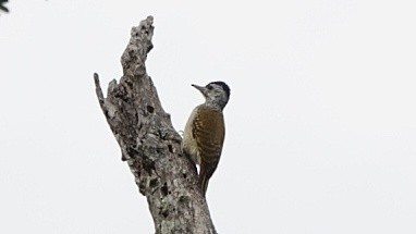 Speckle-breasted Woodpecker - Nick Addey
