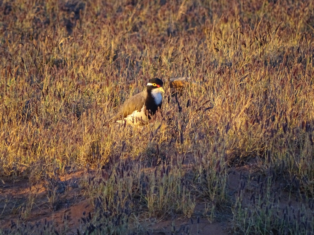 ムナオビトサカゲリ - ML613818162