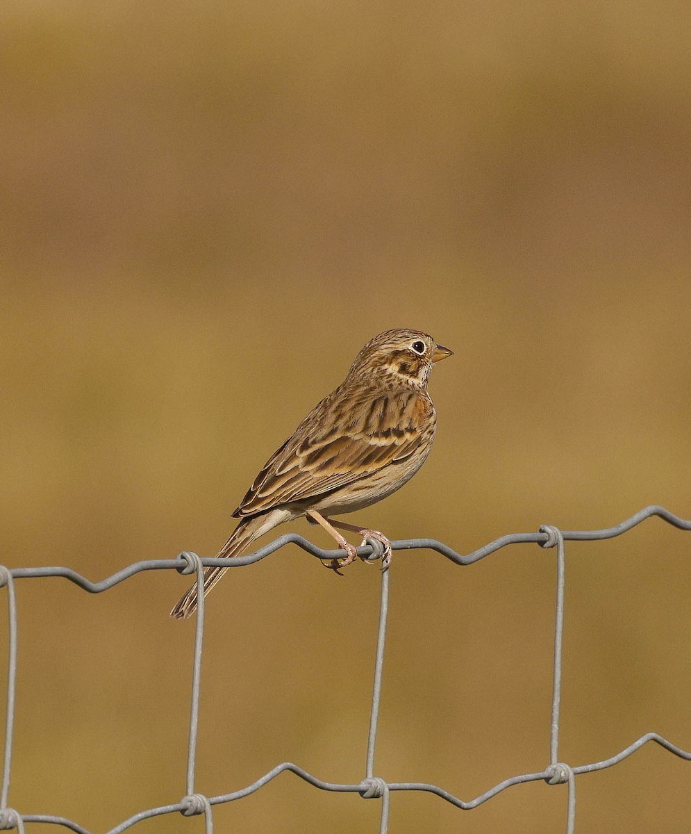 Vesper Sparrow - ML613818170