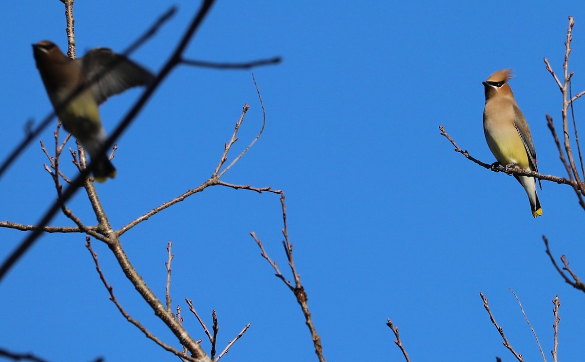 Cedar Waxwing - Rob Bielawski