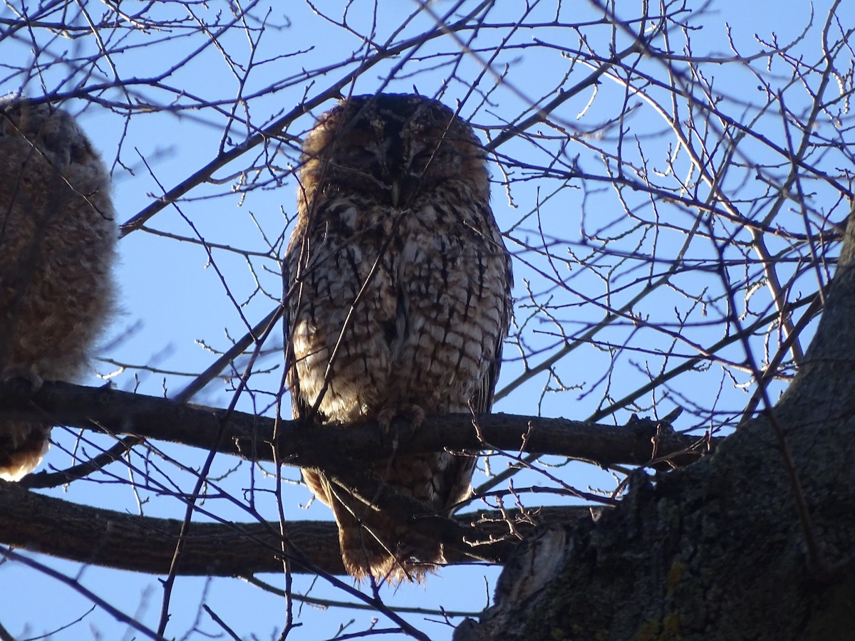 Tawny Owl - Javier Nicolau