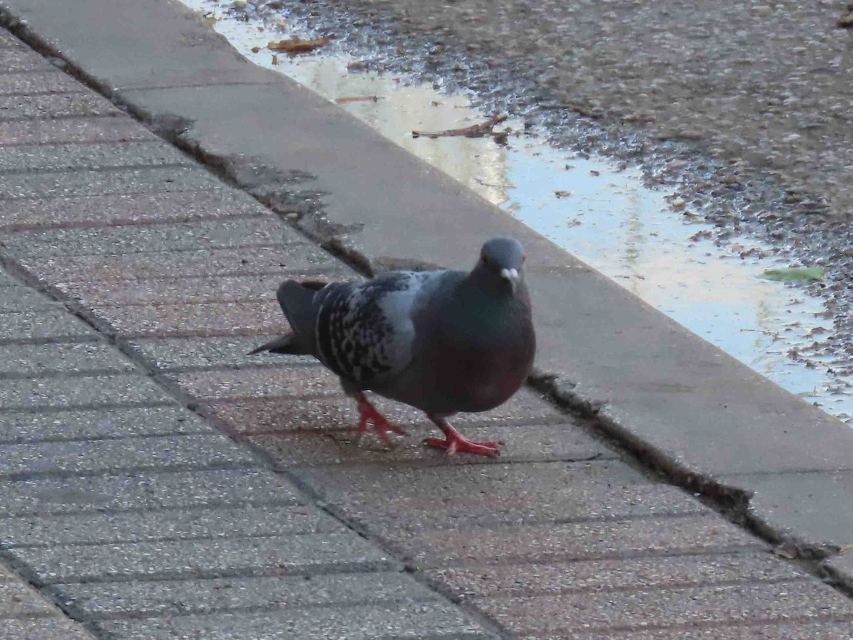 Rock Pigeon (Feral Pigeon) - ML613818270