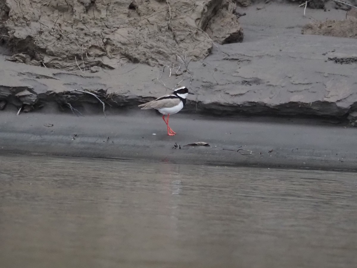 Pied Plover - ML613818378