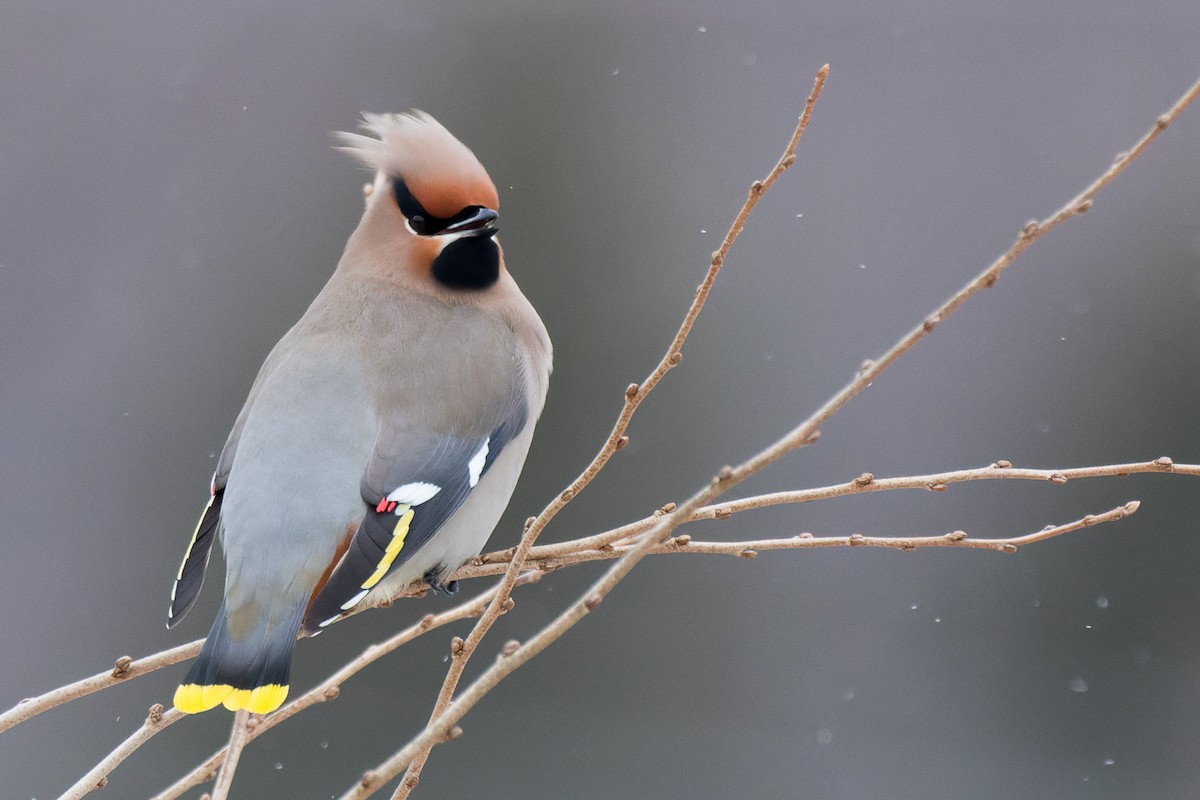 Bohemian Waxwing - ML613818389