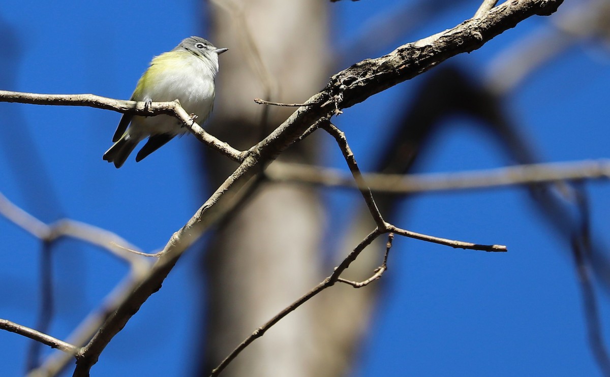 Blue-headed Vireo - ML613818434