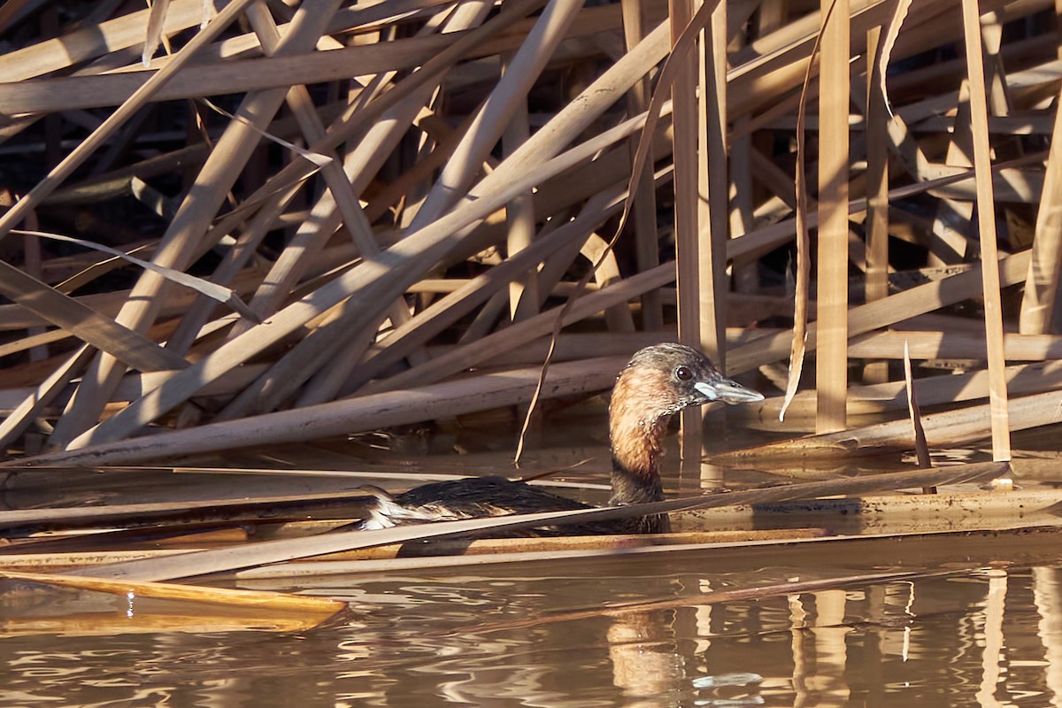 Little Grebe - ML613818475