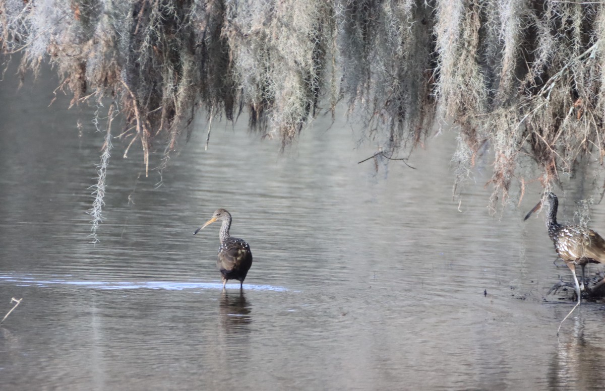 Limpkin - ML613818496