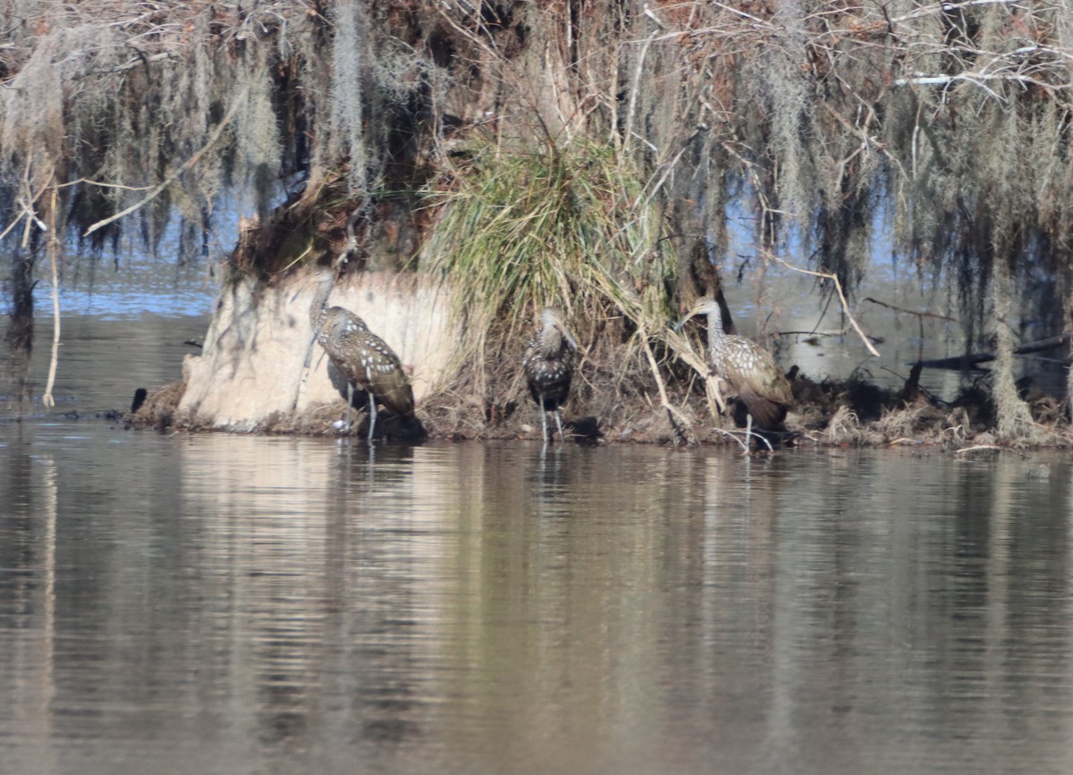 Limpkin - ML613818503