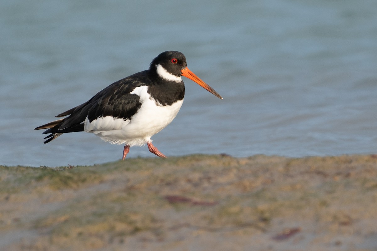 Eurasian Oystercatcher - ML613818529