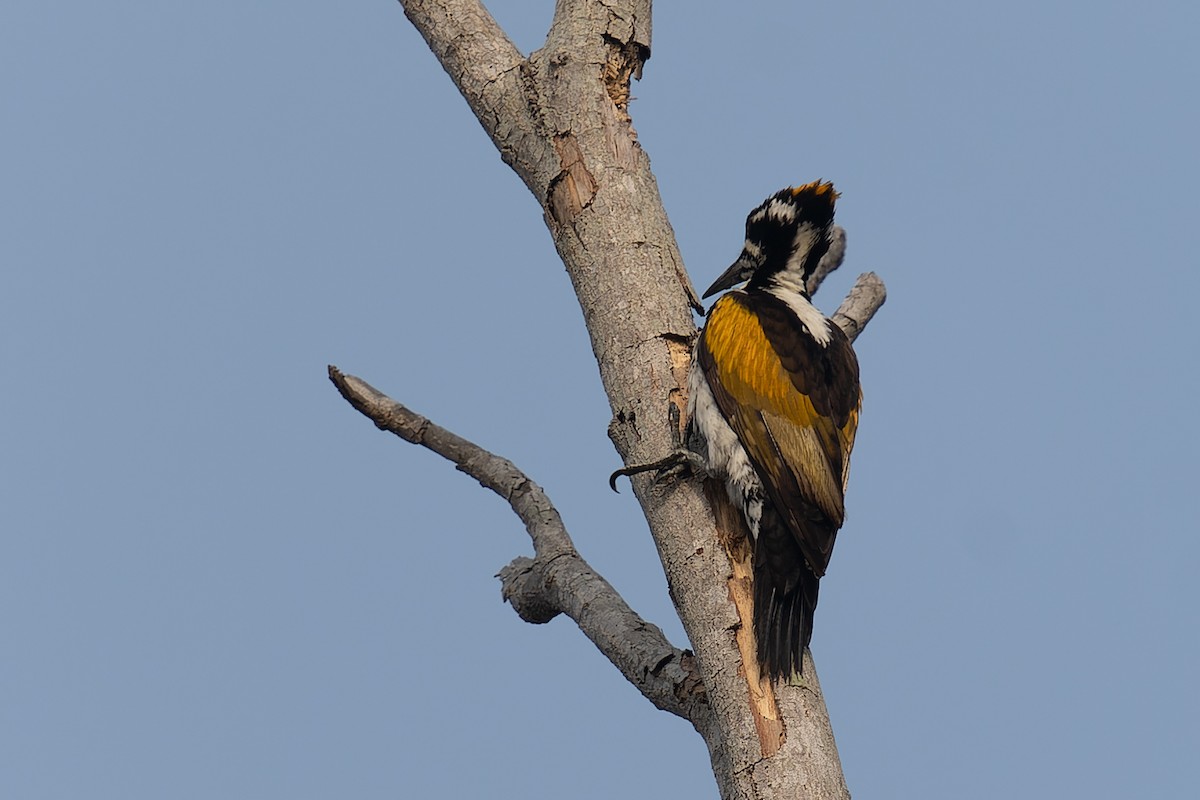 White-naped Woodpecker - ML613818530