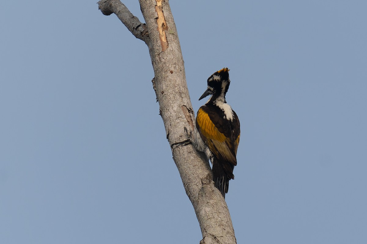 White-naped Woodpecker - ML613818531