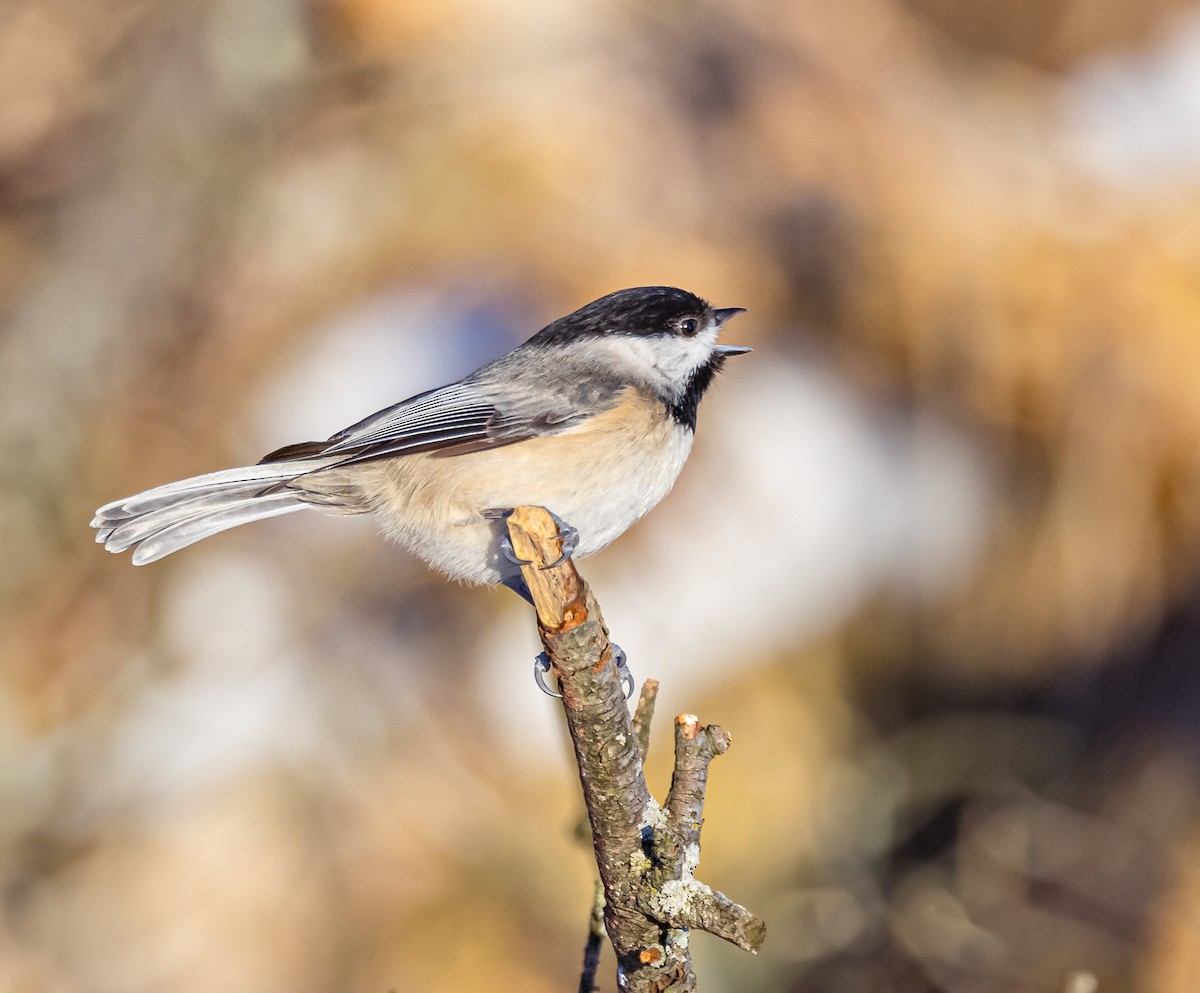 Black-capped Chickadee - ML613818538