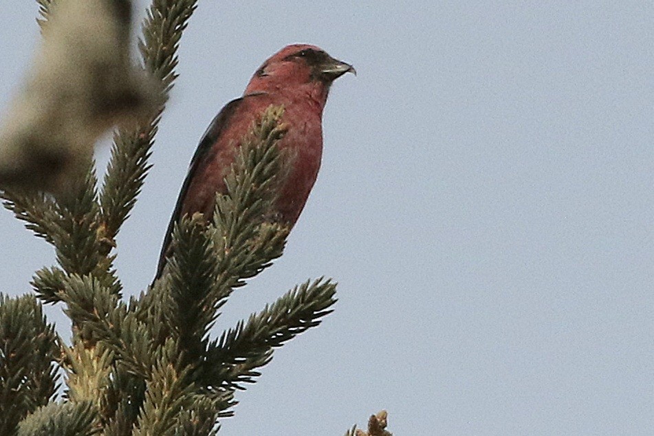 White-winged Crossbill - ML613818541