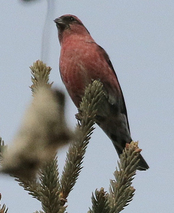 White-winged Crossbill - ML613818559